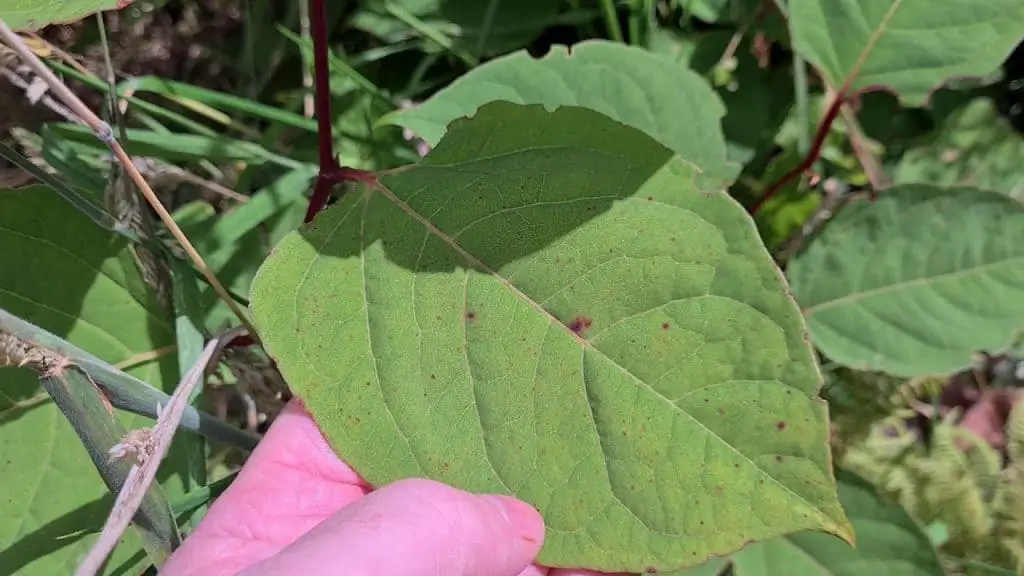 Identification of a Japanese Knotweed leaf in Spring
