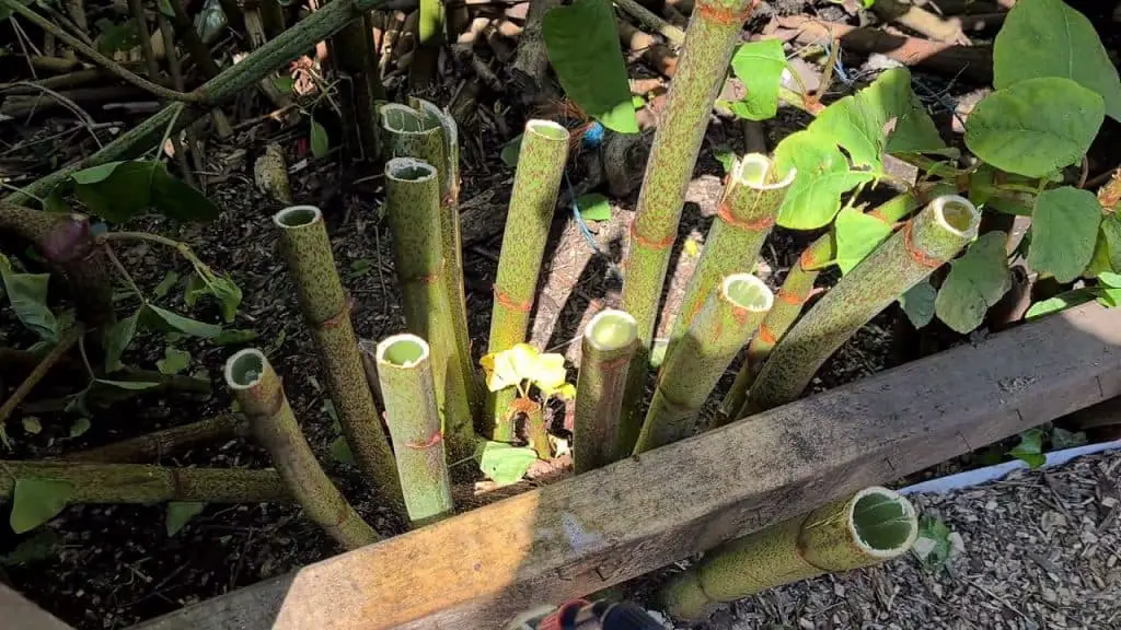 Identification of Japanese Knotweed stems freshly cut prior to treatment