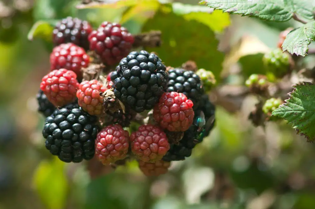 Autumn blackberries ripen on brambles - Get Rid of Brambles