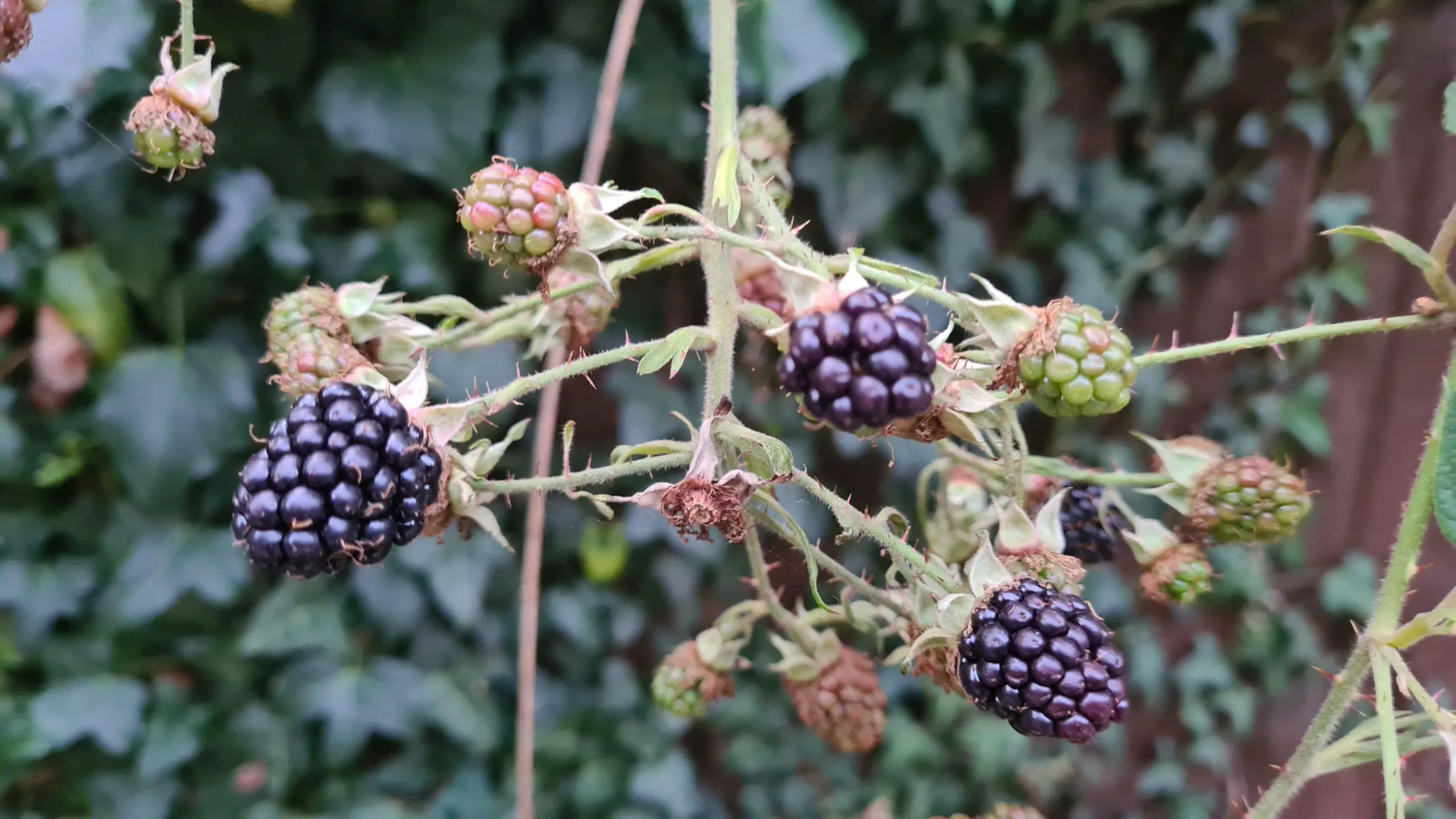 Blackberries blossoming on an area covered with brambles - Get Rid of Brambles