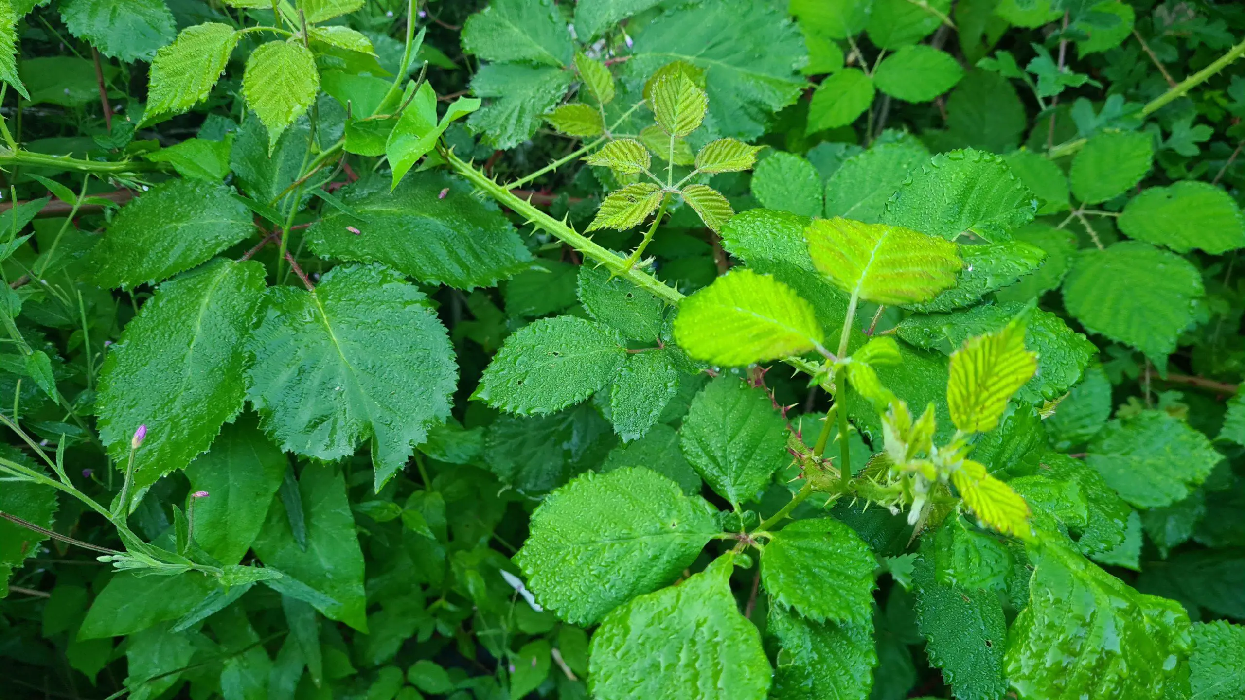Brambles consuming an area with their leaf coverage scaled