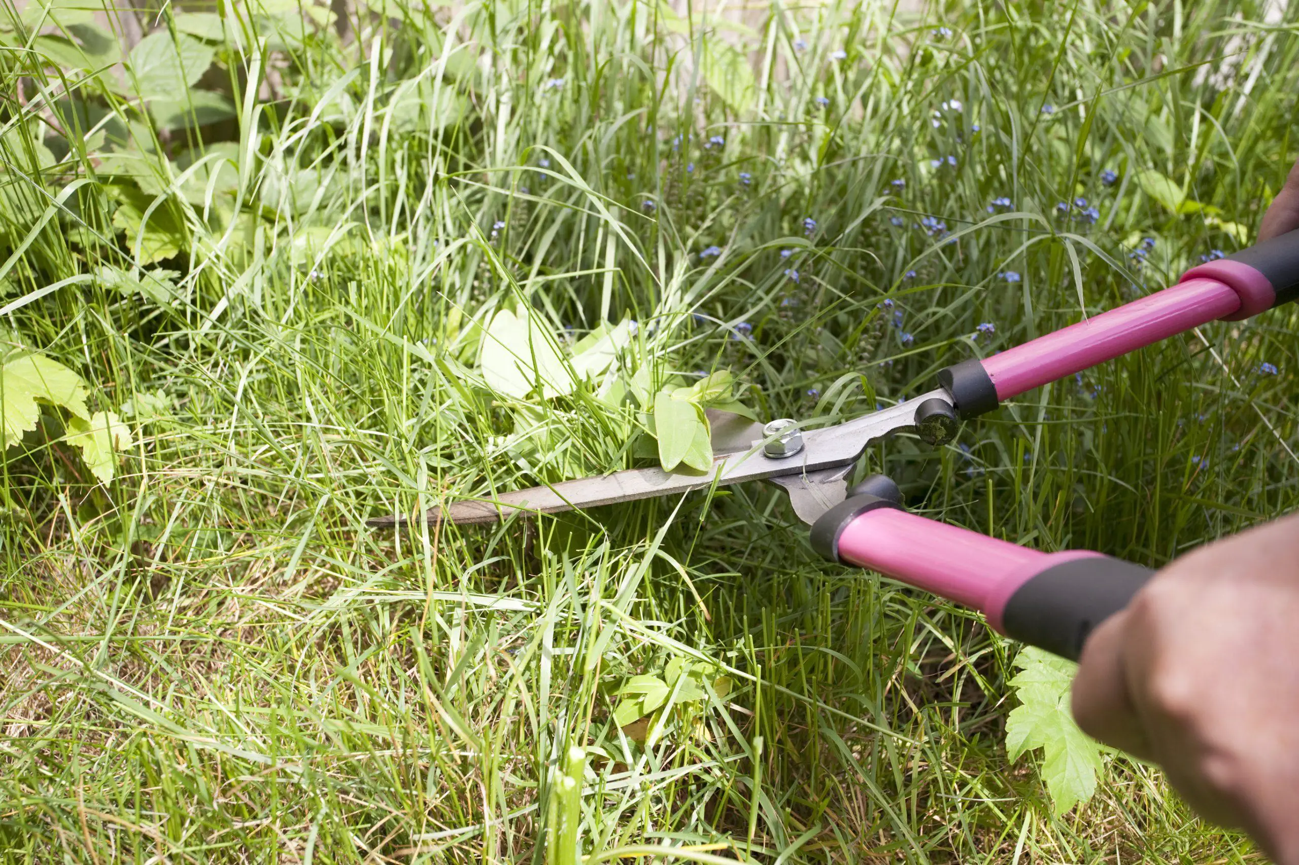 Cutting weeds to keep them under control