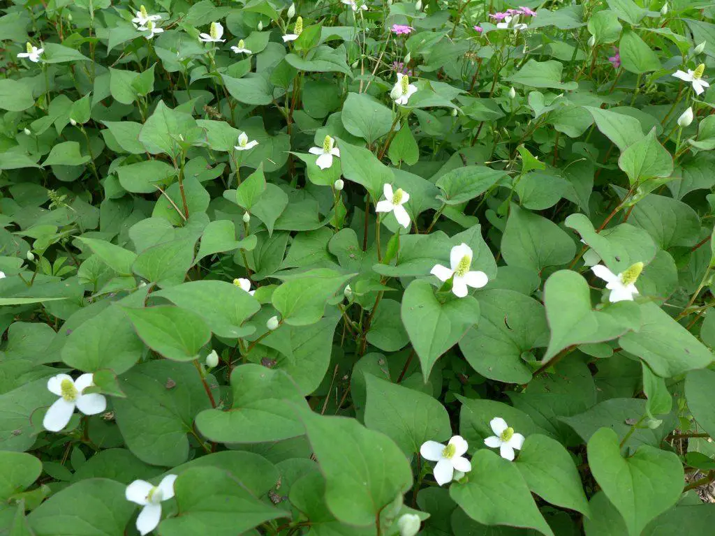 Ground cover of the Houttuynia Cordata weed
