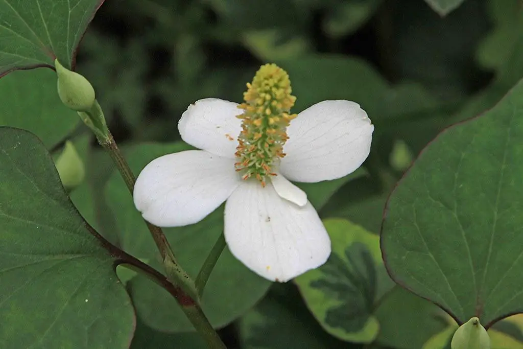 Houttuynia Cordata flower with its white basal bracts