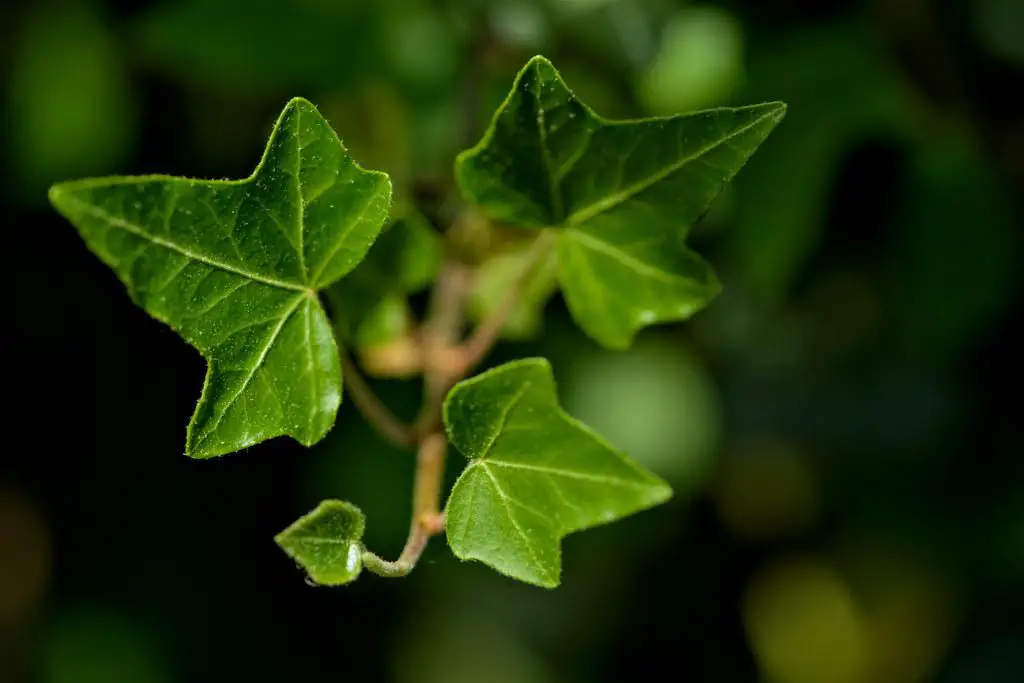 Ivy leaves with their three-prong shape