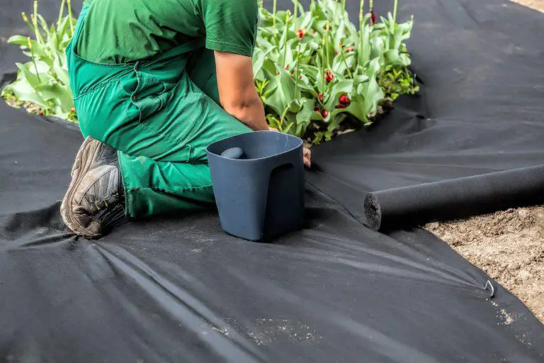 How to Kill Weeds with Plastic Sheeting
