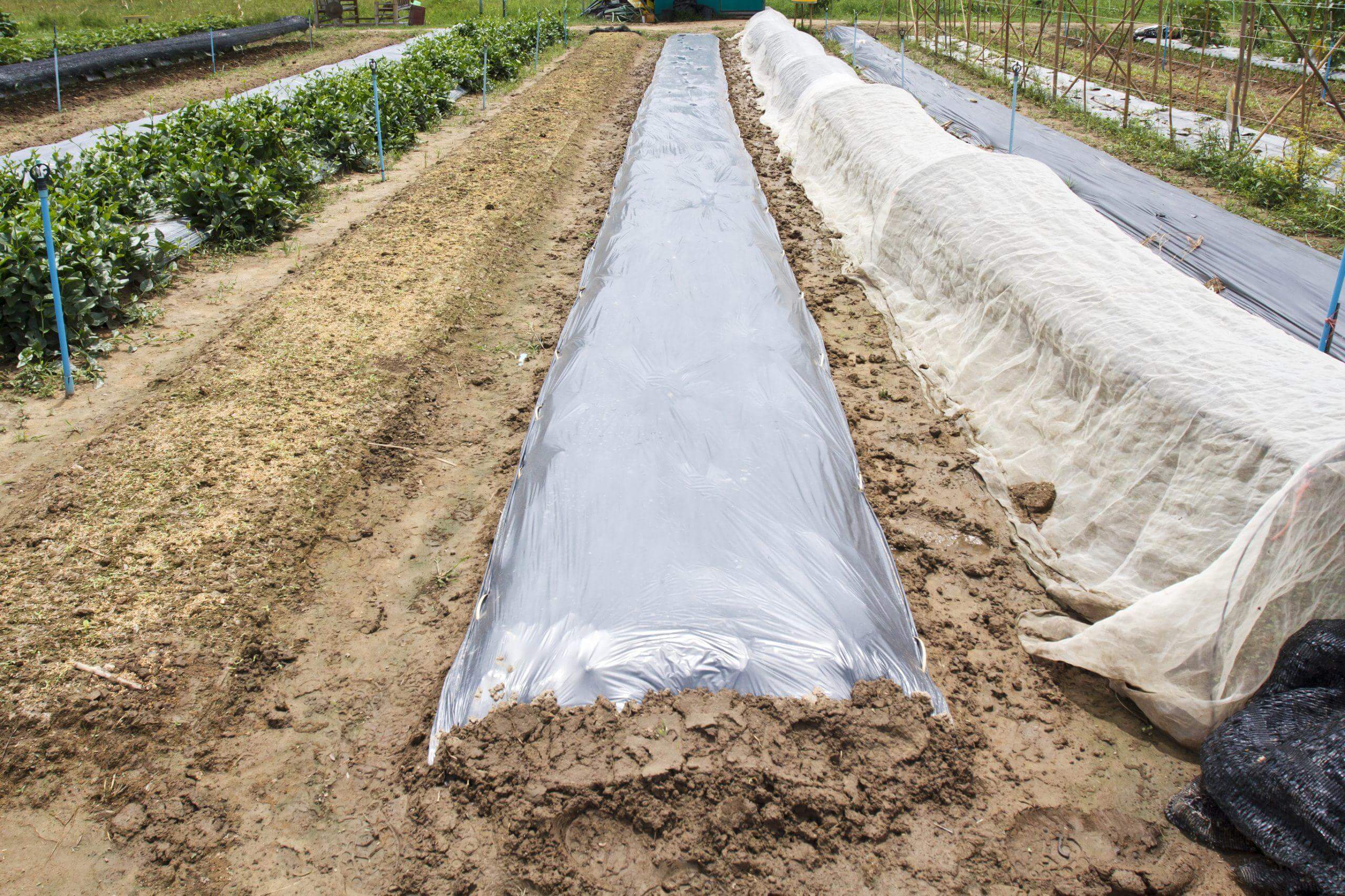 Plastic sheeting used to kill weeds