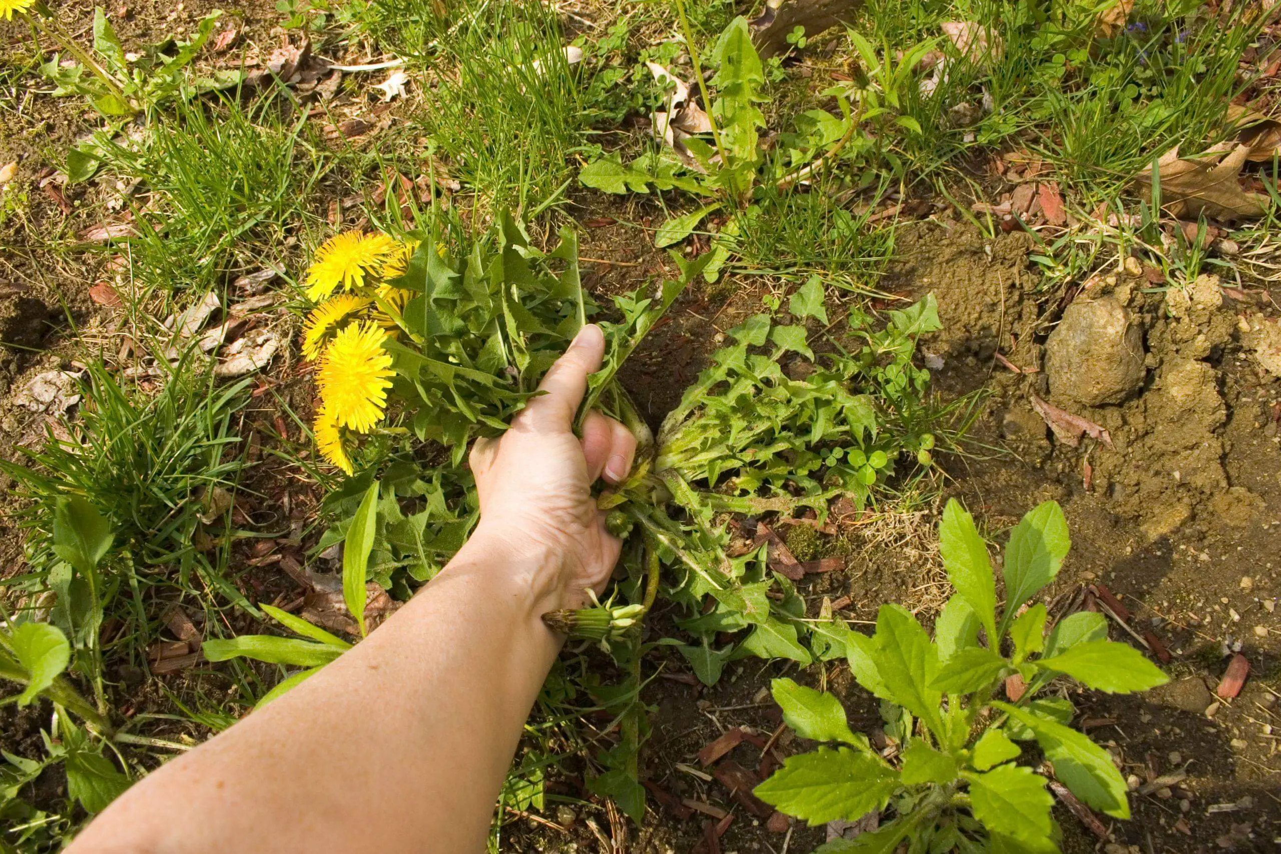Removing dandelion weeds from your garden - identification of Weeds