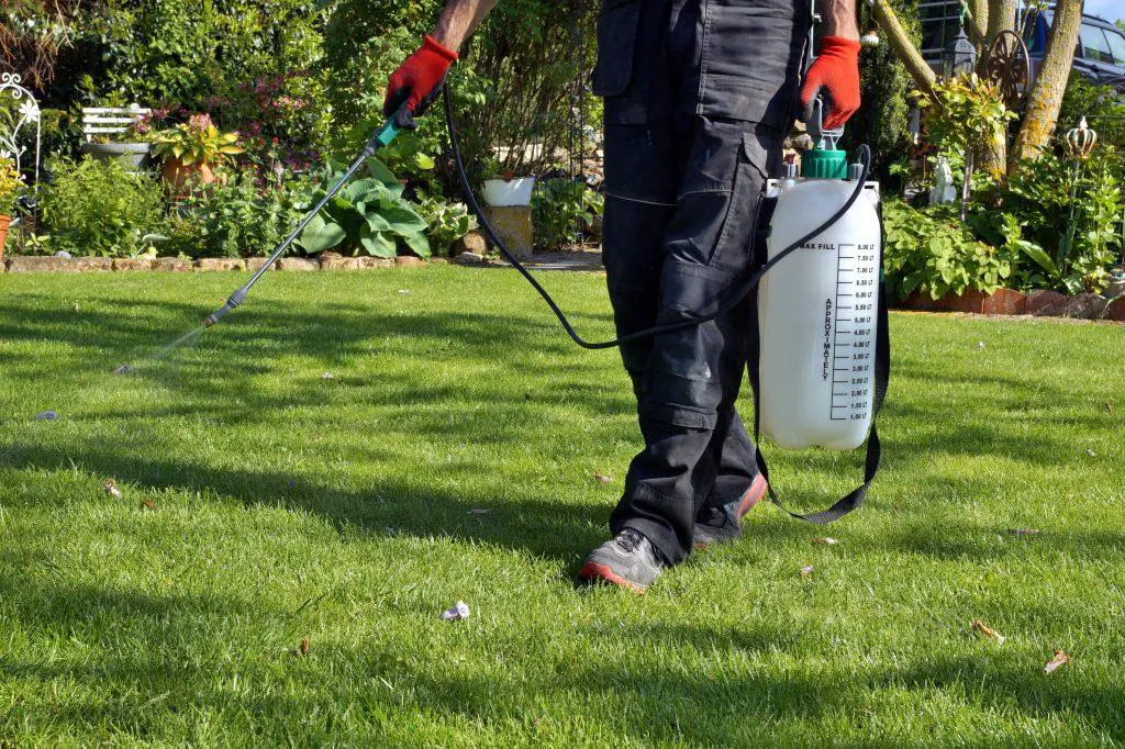 Spraying pesticides with a portable sprayer to eradicate garden weeds in Pesticide use is hazardous to health.