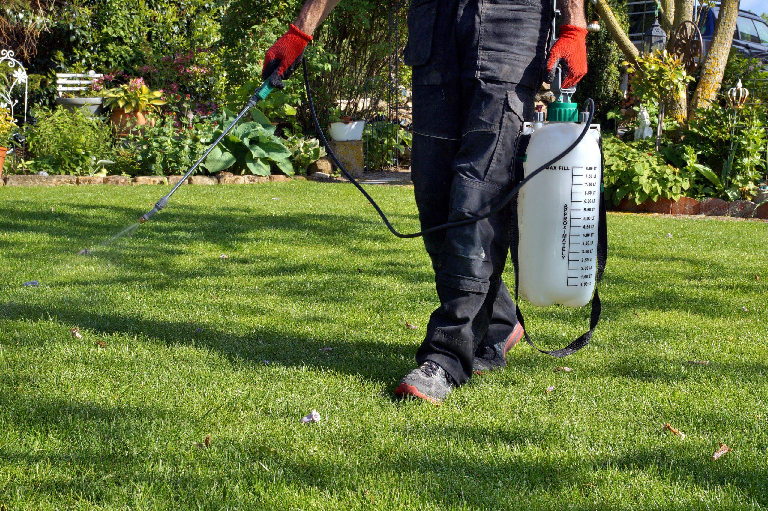 Spraying pesticide with portable sprayer to eradicate garden weeds in Pesticide use is hazardous to health.