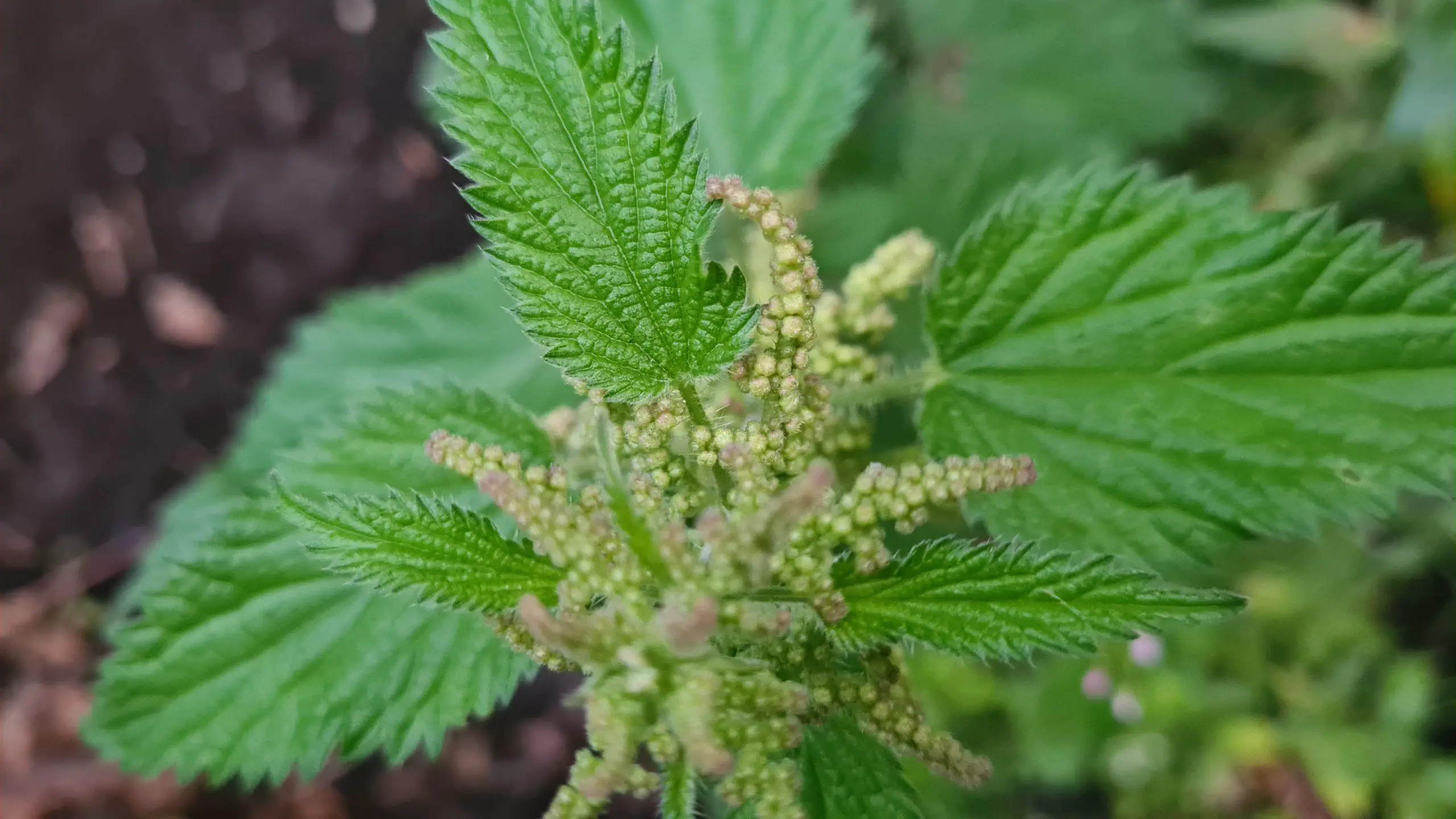 Stinging nettles seeds ready to spawn - Get Rid of Stinging Nettles