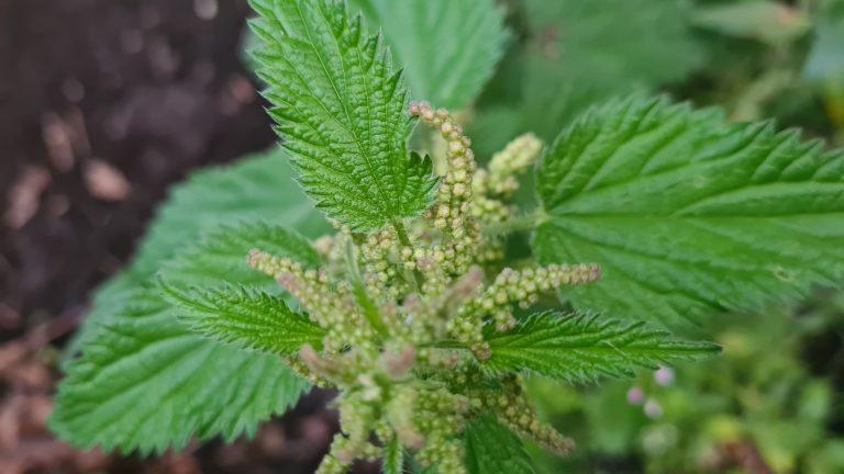 How to Get Rid of Stinging Nettles