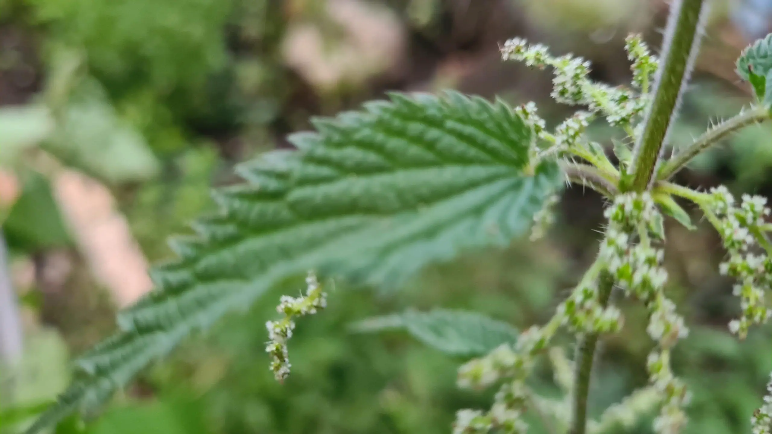 The spiky-haired stem of the nettle plant - Get Rid of Stinging Nettles