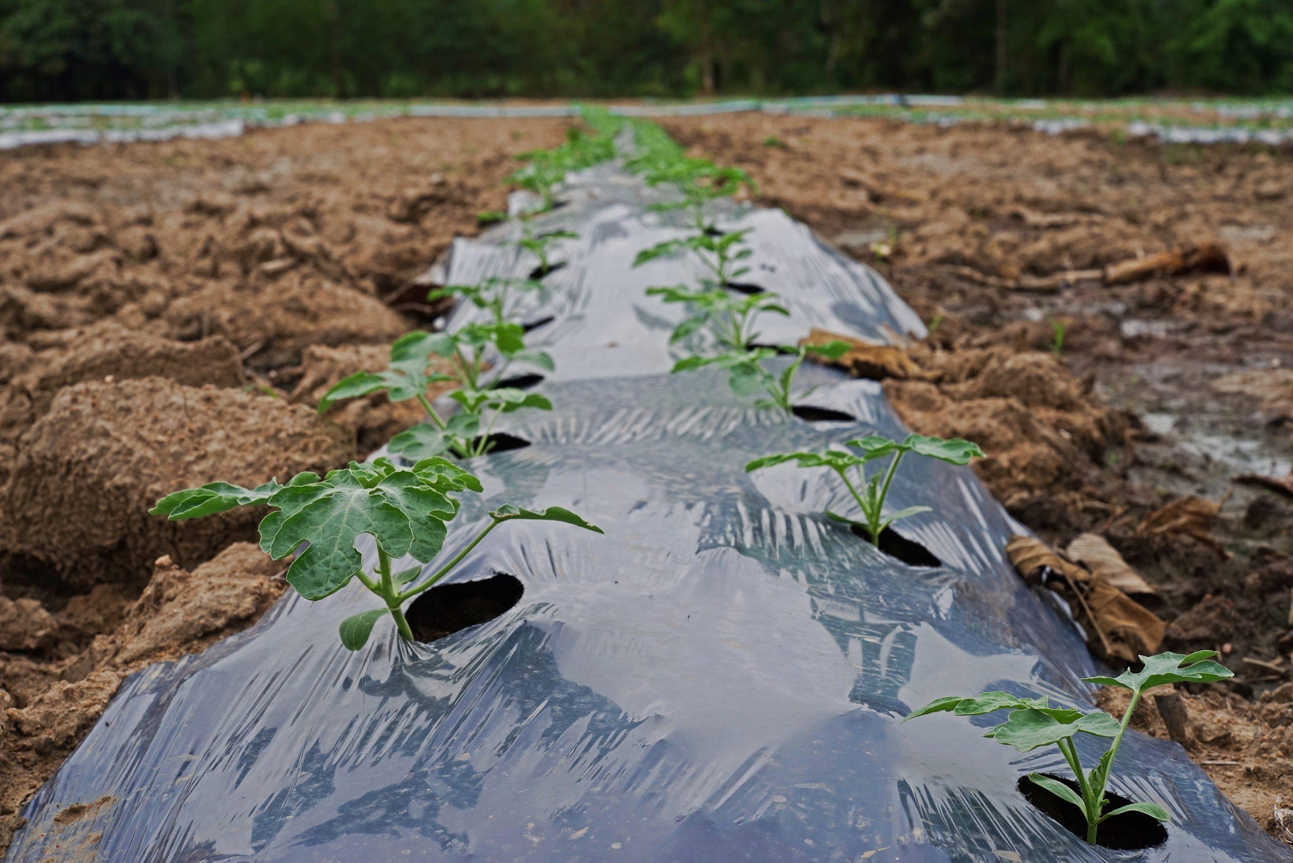 black plastic sheeting used to kill weeds