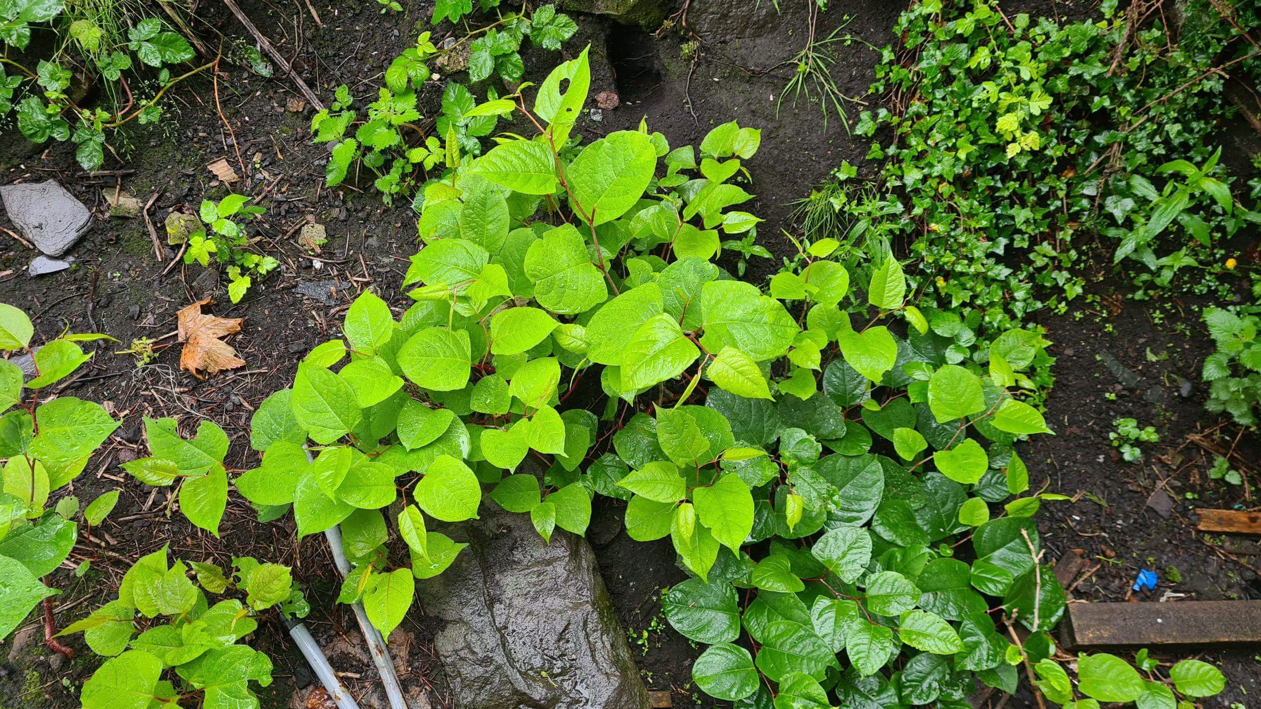 Japanese Knotweed Facts