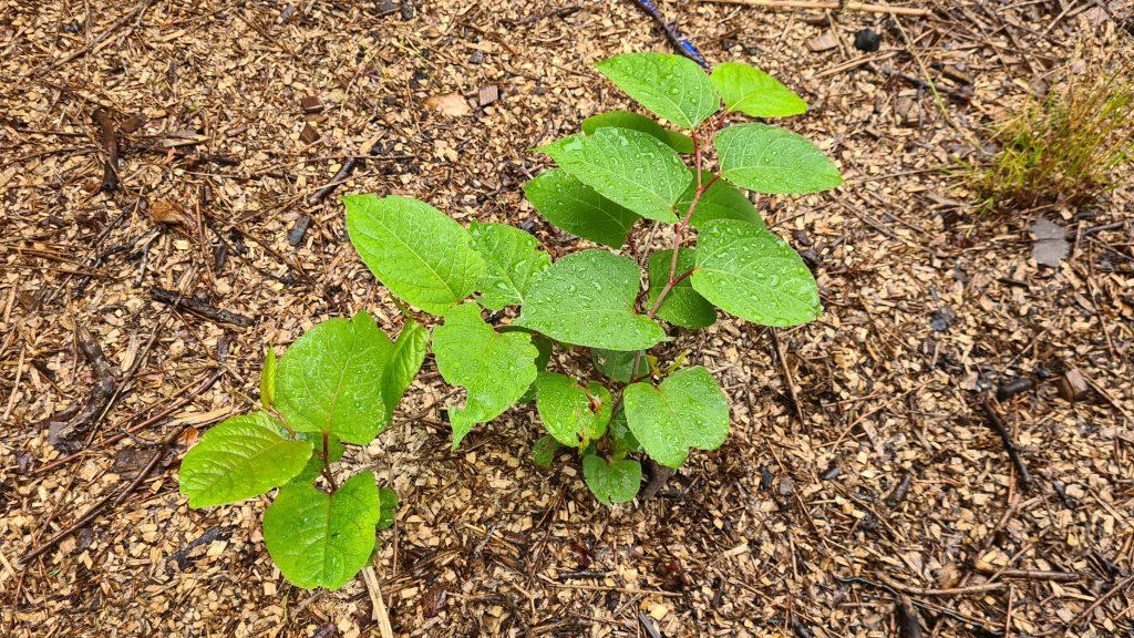 Japanese Knotweed growing from chipped remained