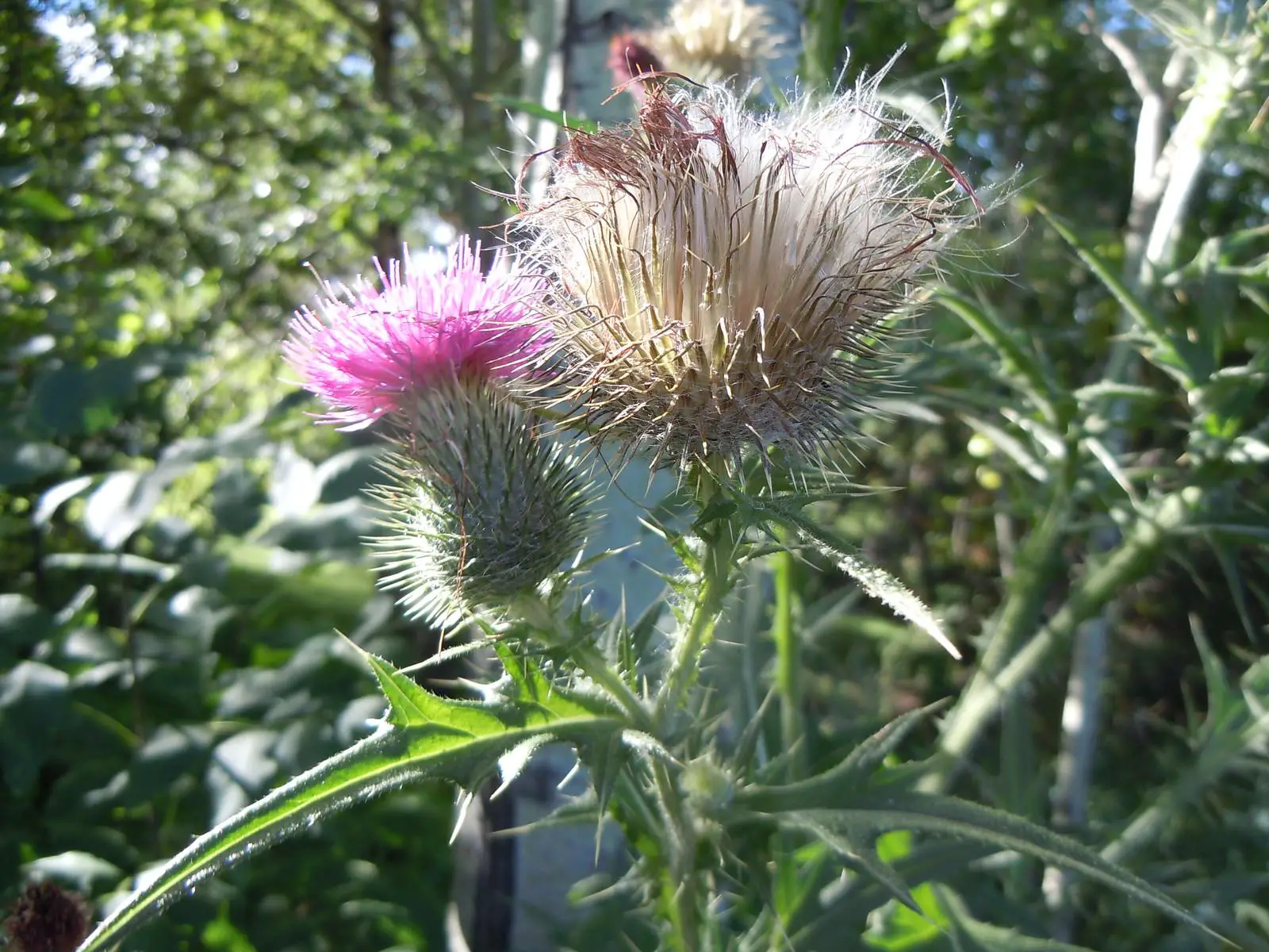 Bull thistle about to flower and seed
