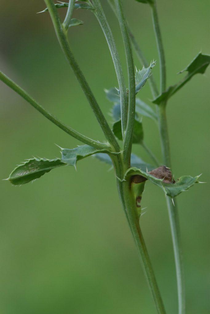 Creeping thistle stem with its prickly leaves