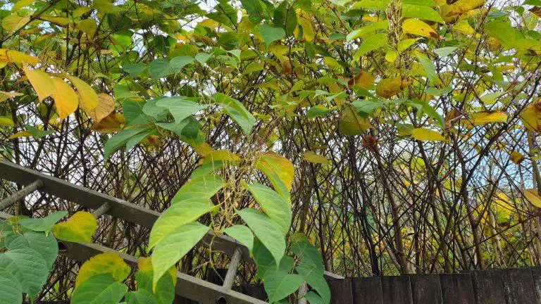 Is It Illegal To Have Japanese Knotweed In Your Garden?