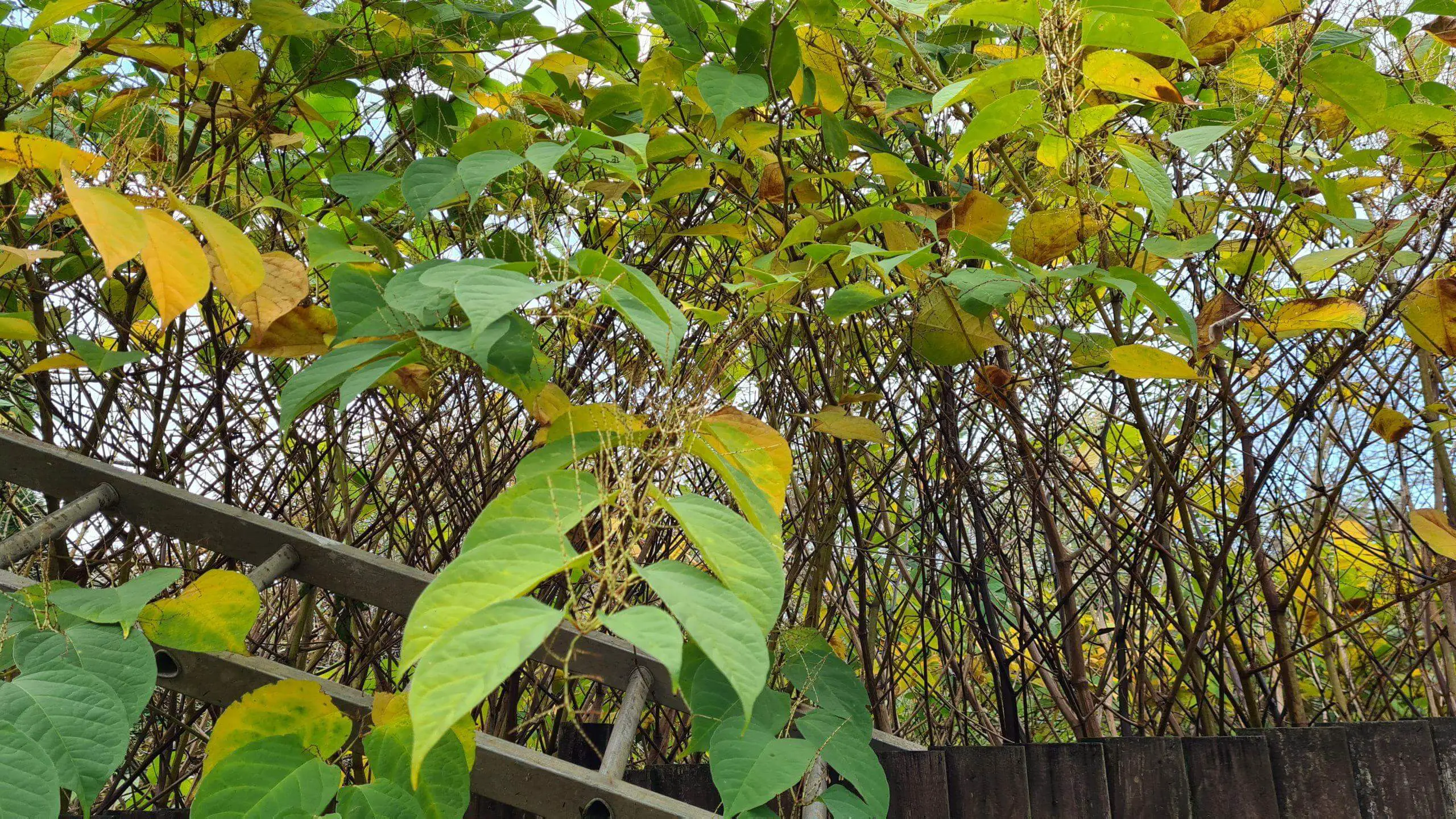 Is It Illegal To Have Japanese Knotweed In Your Garden