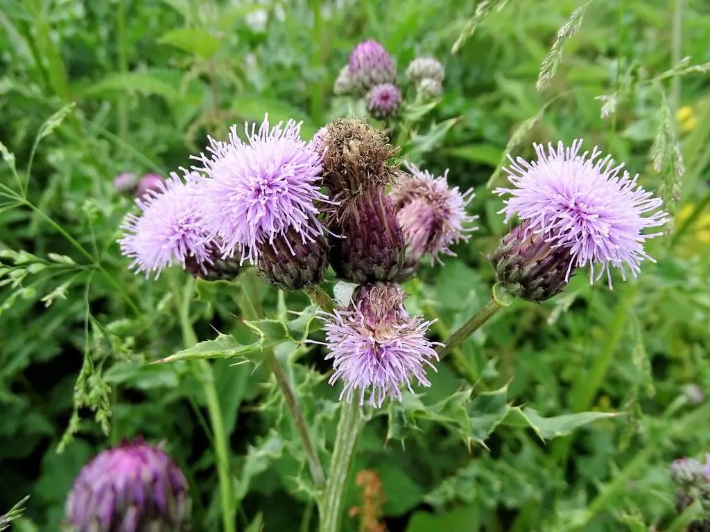 The distinctive lilac-pink flowers of the creeping thistle