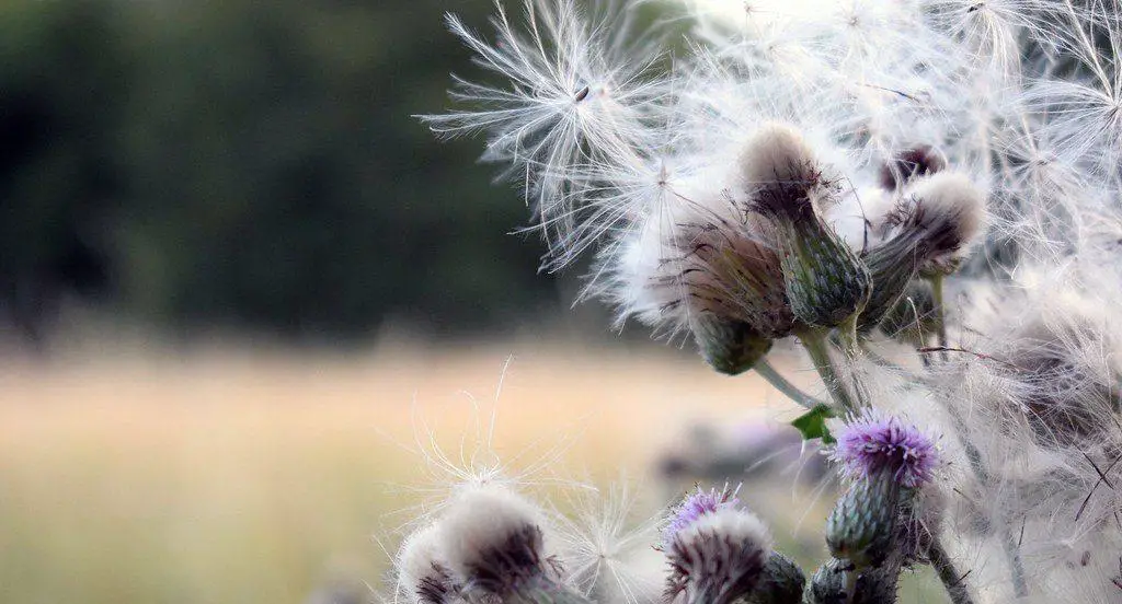 The seeds of the creeping thistle spreading via the wind