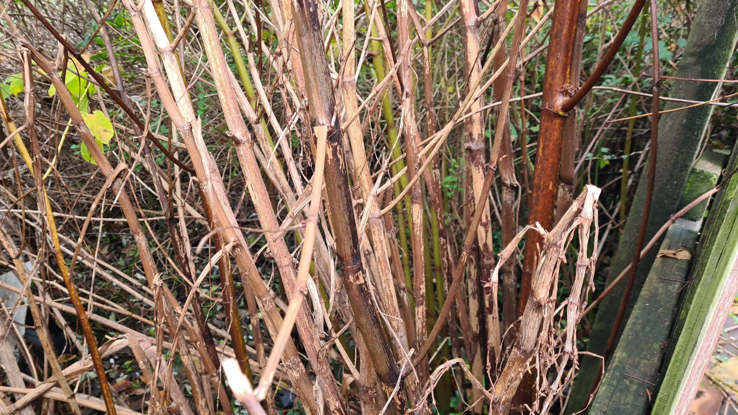 Brittle stems turned brown in late autumn scaled