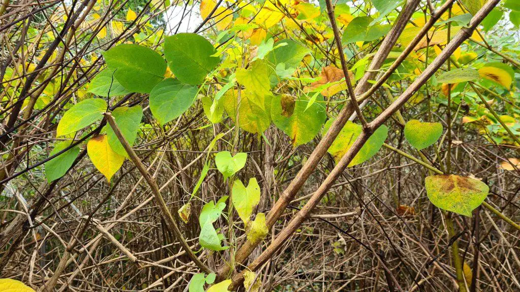 Dense coverage of Japanese knotweed as it dies back during winter