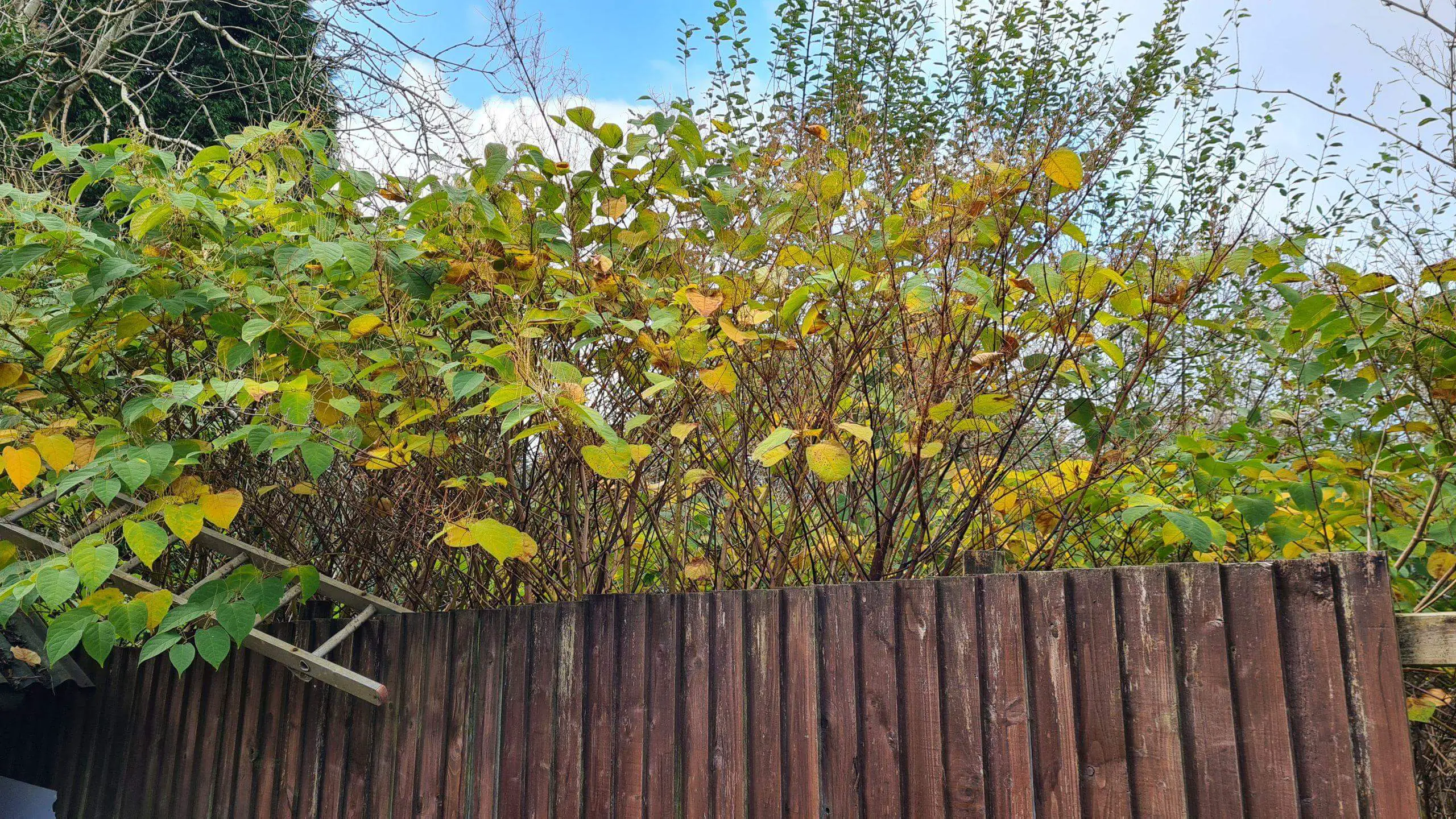 Even in winter Japanese knotweed can still retain its dominance within your garden