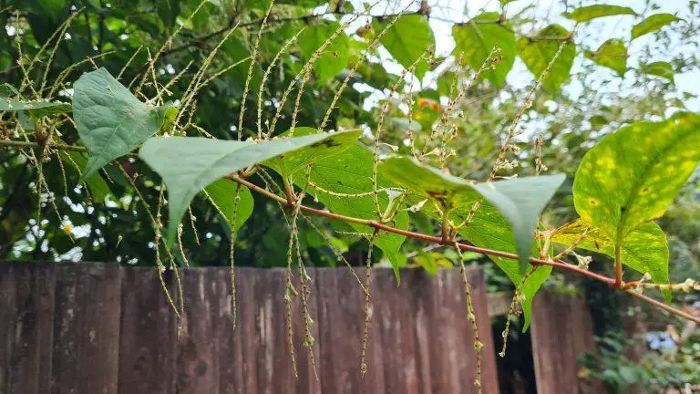 How much does Japanese knotweed cost to remove?