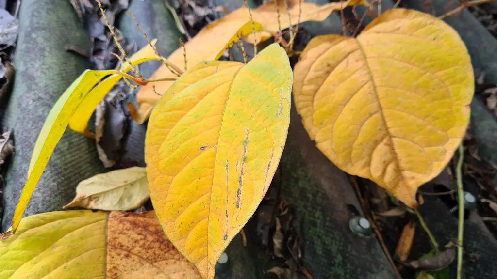 Japanese Knotweed leaf turned yellow in winter