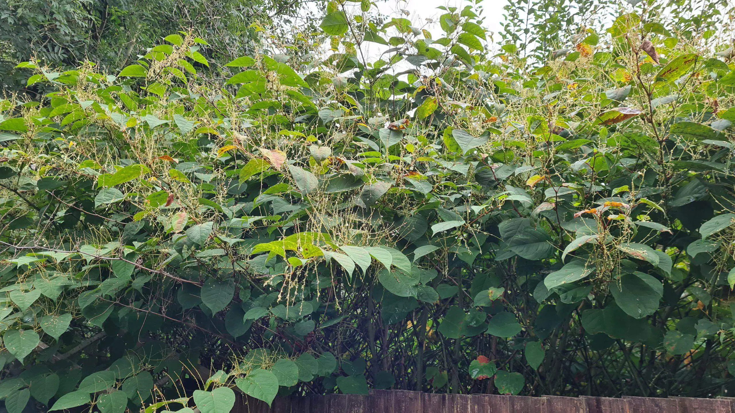 Japanese knotweed remove methods and their associated costs scaled