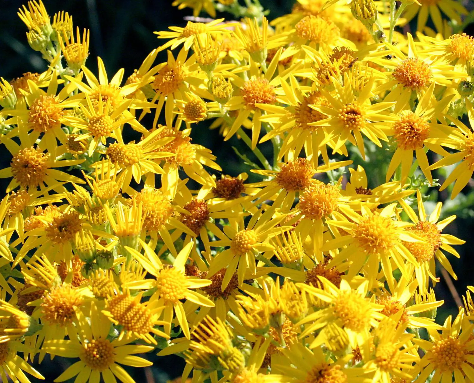 Ragwort flowers cluster and become invasive within an area