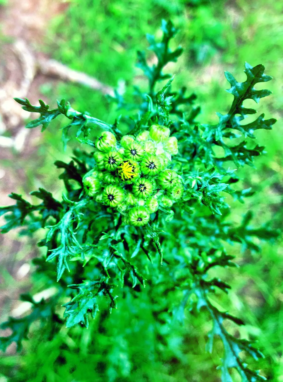 Ragwort leaves are hard to spot without their distinctive flowers