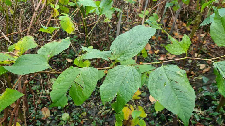 Why is Japanese knotweed a problem?