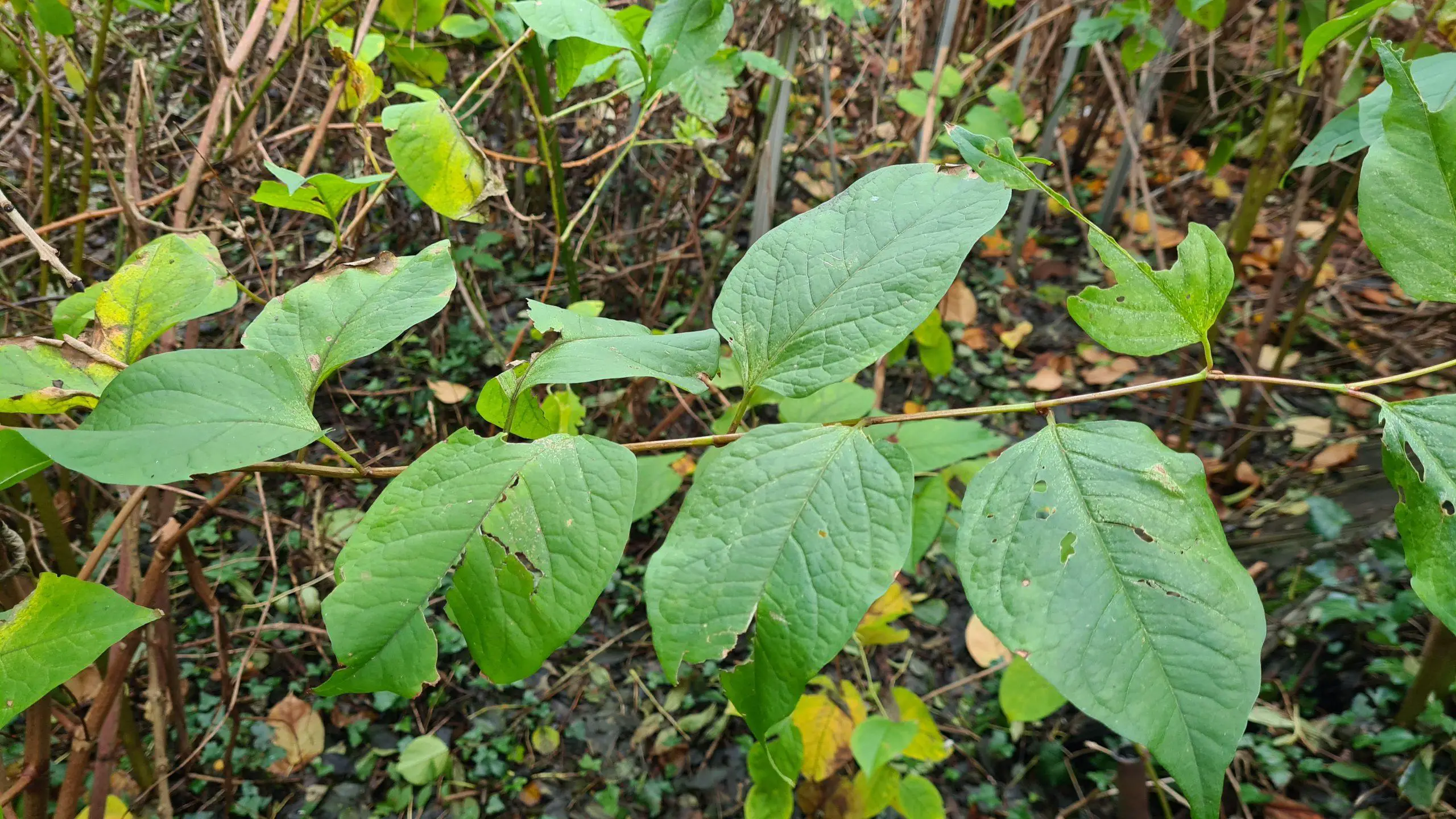 Why is Japanese knotweed a problem on your property