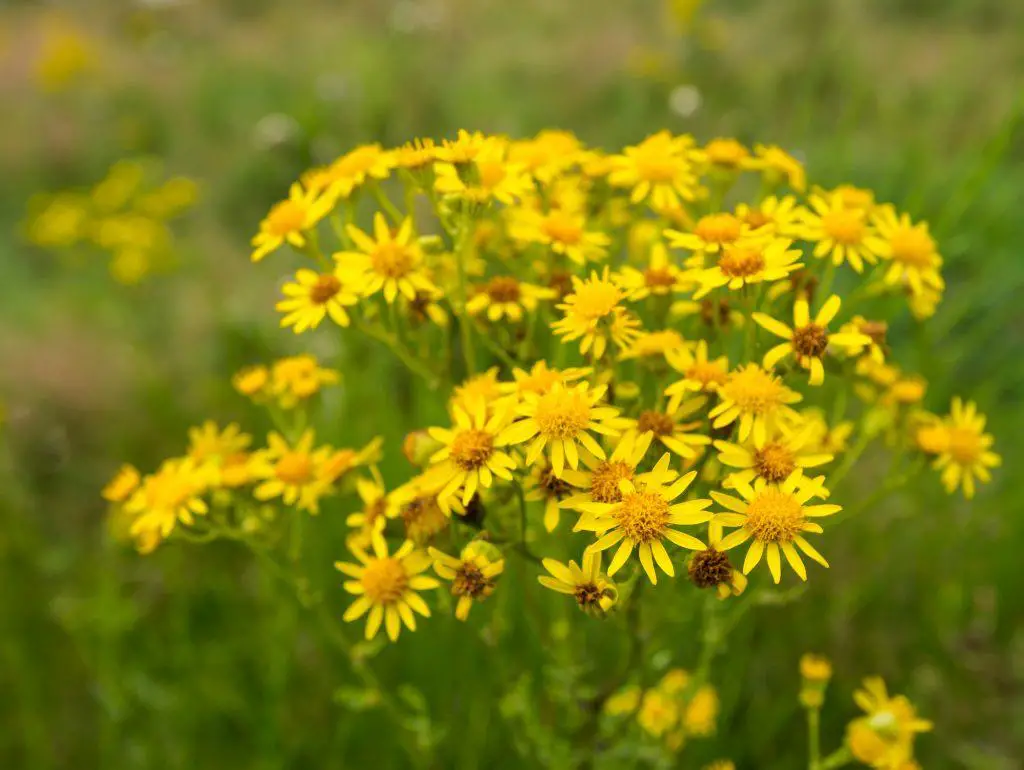 Yellow flowering Ragwort during summer