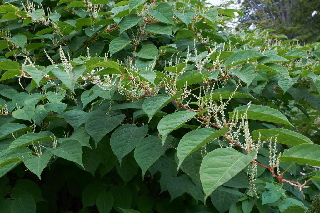 Control Japanese knotweed with a method that suits your landscaping needs