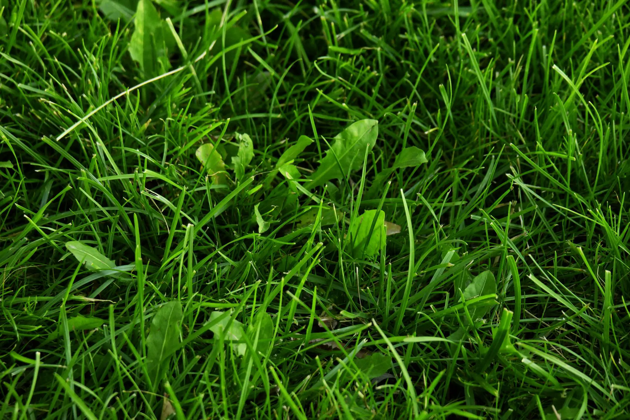 How to get rid of broadleaf weeds from your lawn