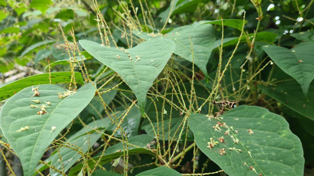 Japanese knotweed and Home Insurance