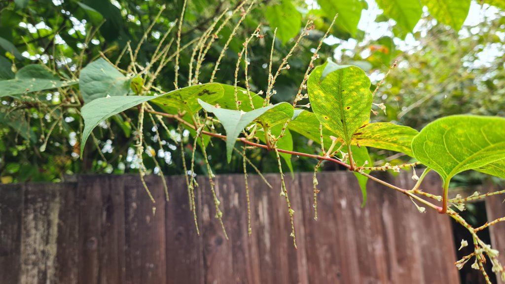 Japanese knotweed and Home Insurance coverage