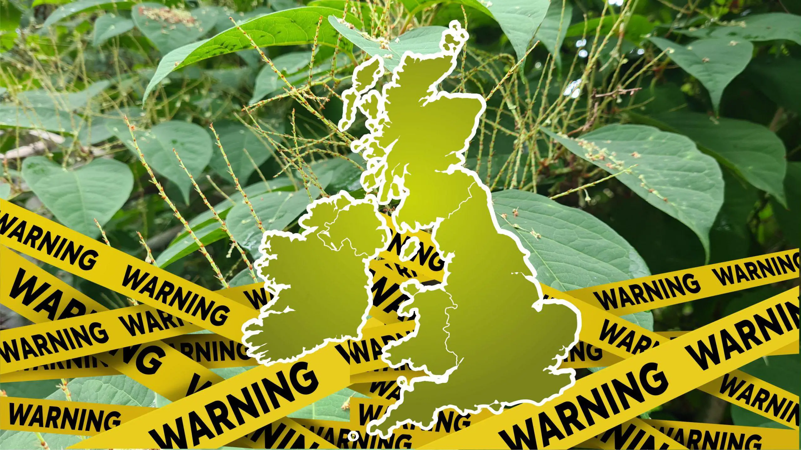 Map of Japanese Knotweed in the UK scaled