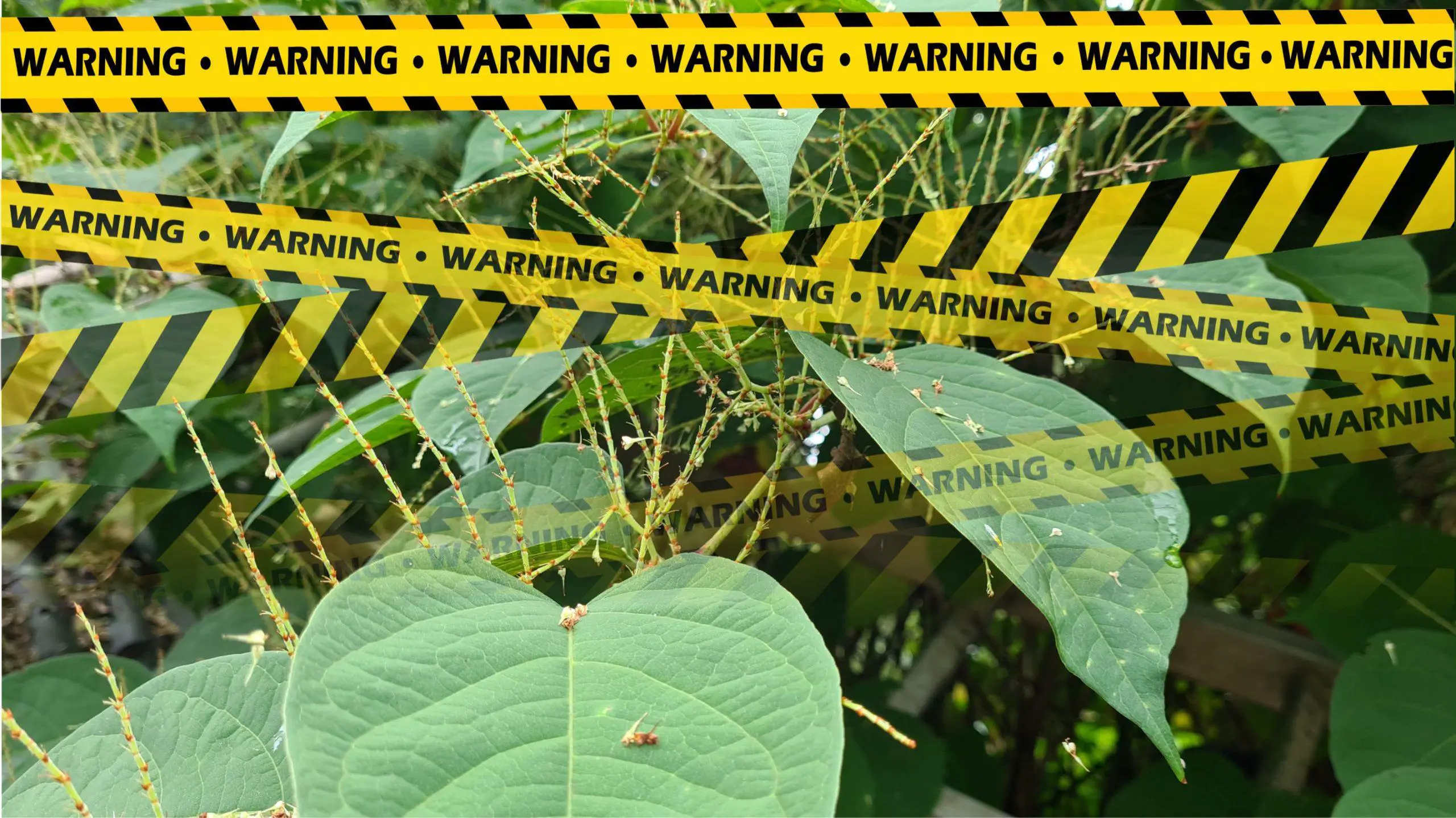 Map of Japanese Knotweed in the UK v2