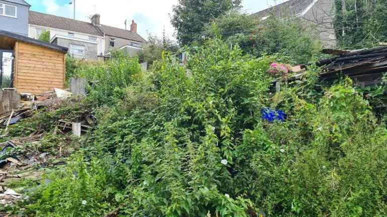 Trying to sell a house with Knotweed?