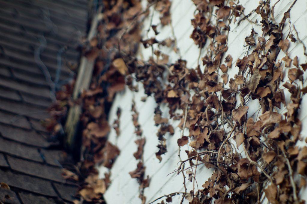 What does Russian Vine look like in winter
