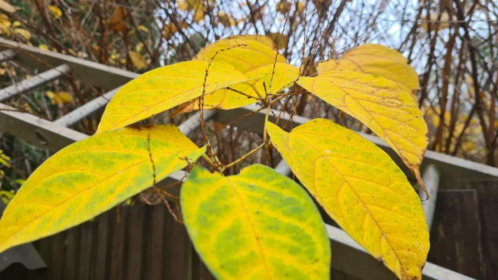 Winter Clearance of Japanese Knotweed