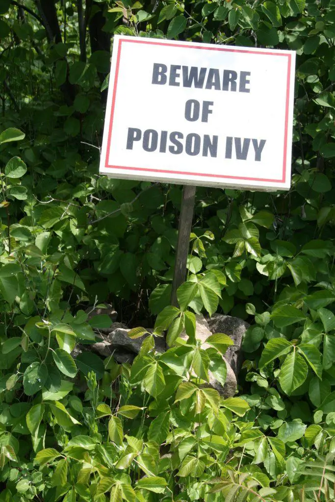 Beware of poison ivy and learn how to get rid of poison ivy