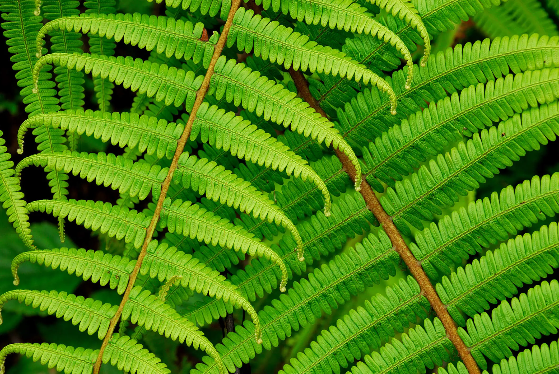 Bracken fern leaves