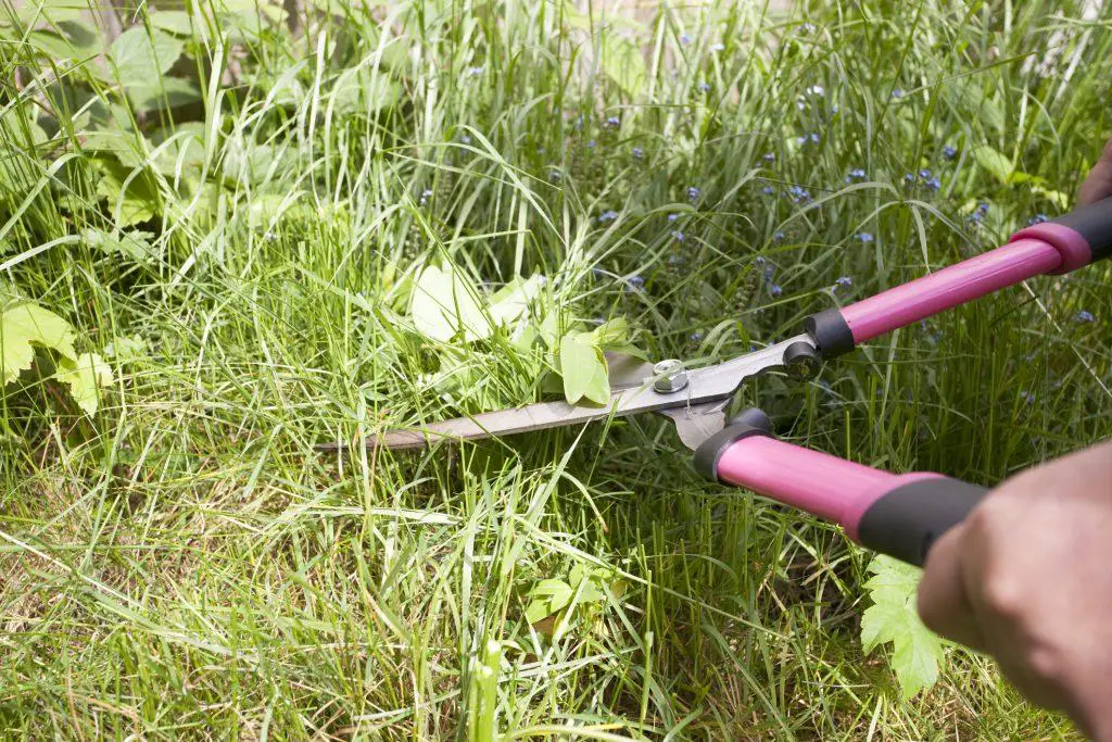 Cutting weeds with a shear - conventional weed management control - identification of Weeds
