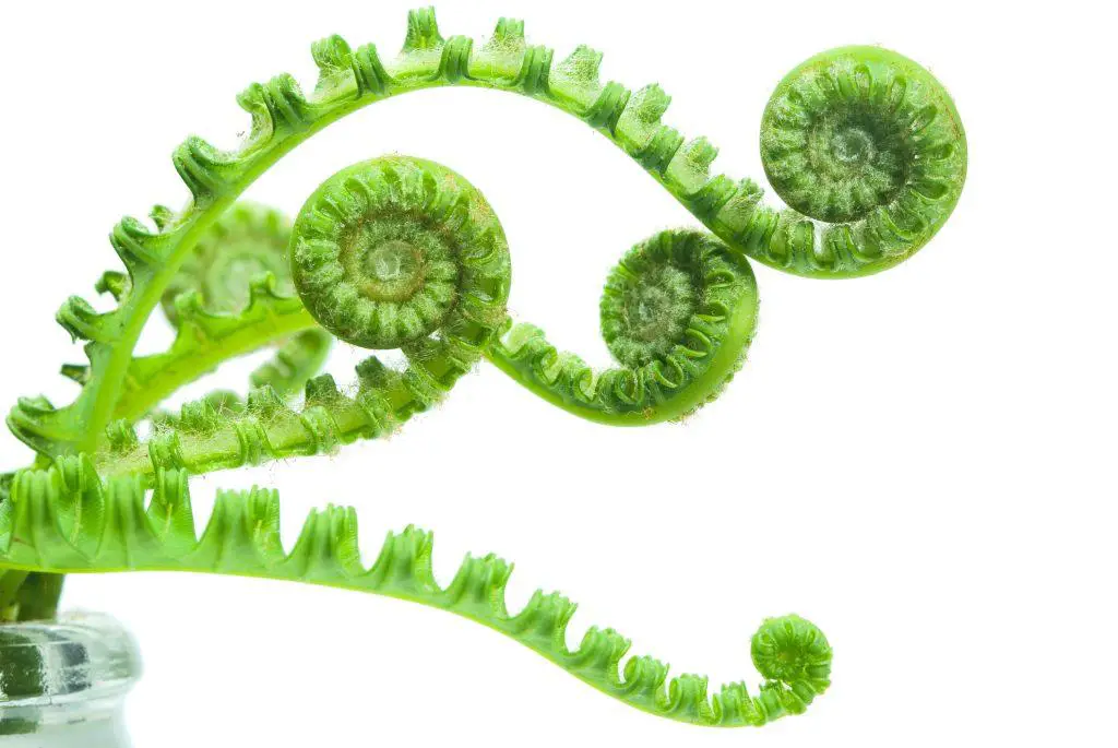 Fern fronds uncurling - difference between fern and bracken